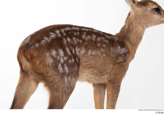 Deer doe back body 0004.jpg